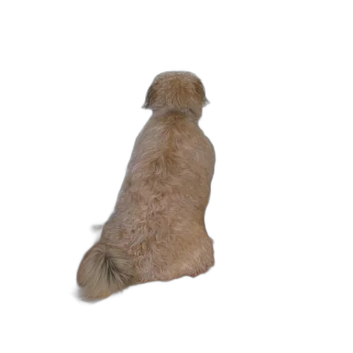 animal, staff, creature, hair transparent PNG cut-out