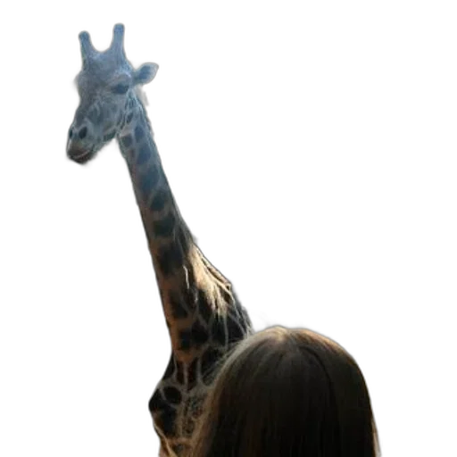 animal, creature, staff, face, photorealistic, 3d render, concept art, giraffe transparent PNG cut-out
