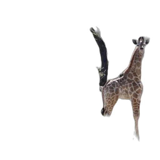 animal, creature, staff, crown, 3d render, concept art, photorealistic, forest transparent PNG cut-out