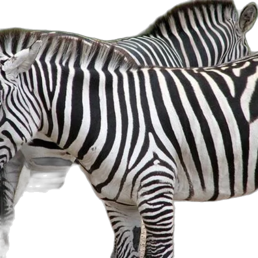 animal, creature, 3d render, photorealistic, concept art, monochrome, two, zebras transparent PNG cut-out