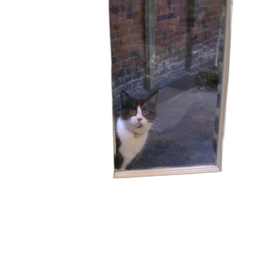 staff, animal, creature, face, black, white, cat, looks transparent PNG cut-out