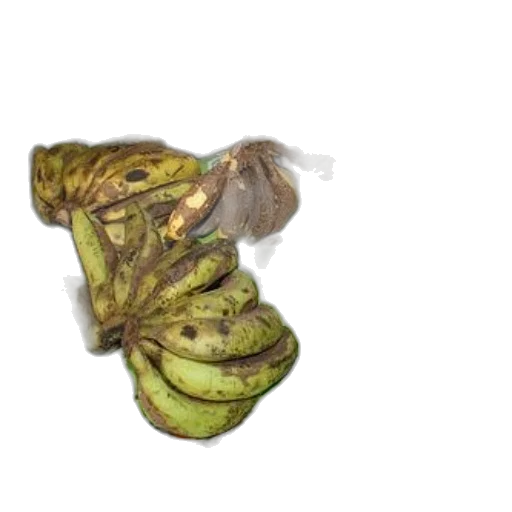hat, jacket, food, hair, 3d render, photorealistic, concept art, colorful transparent PNG cut-out