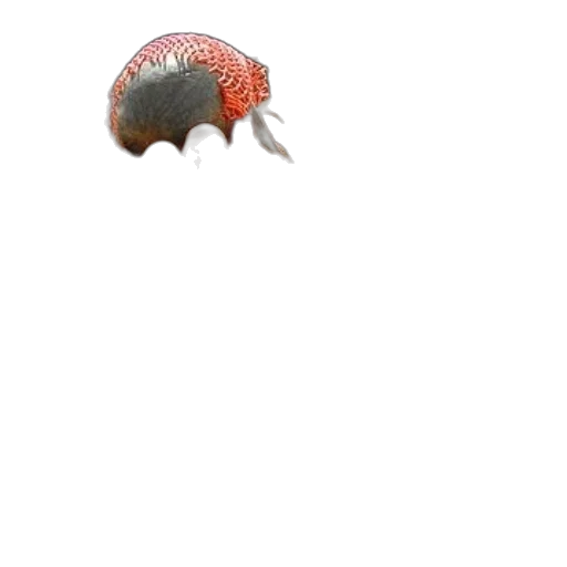 animal, creature, hat, hair, 3d render, photorealistic, concept art, pixel art transparent PNG cut-out