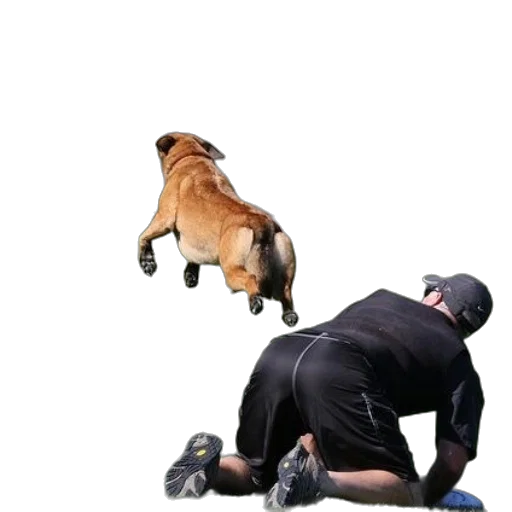 animal, creature, staff, photorealistic, dog, leaps, into, air transparent PNG cut-out