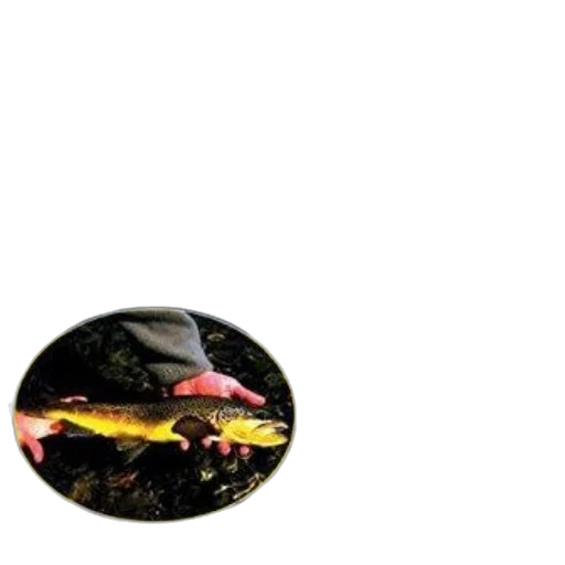 jewelry, hat, food, animal, photorealistic, 3d render, outer space, underwater transparent PNG cut-out
