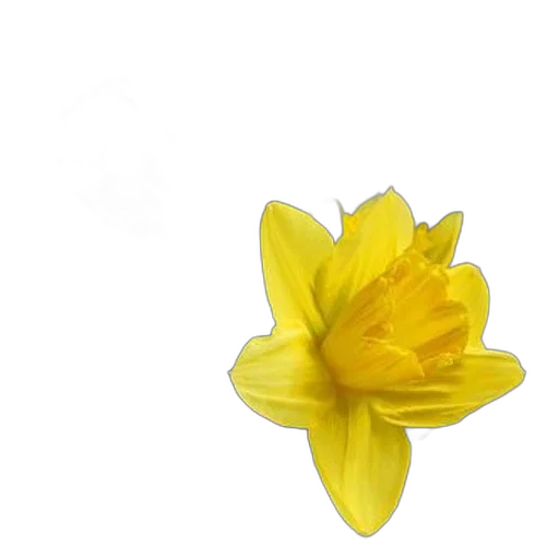 flower, crown, jewelry, dress, photorealistic, 3d render, oil painting, pixel art transparent PNG cut-out