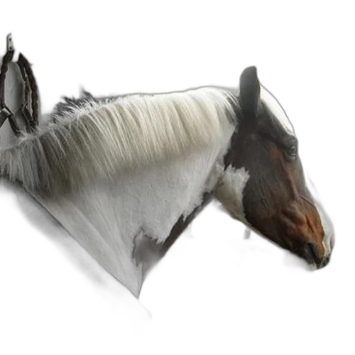 animal, hair, hat, crown, photorealistic, concept art, 3d render, fantasy art transparent PNG cut-out