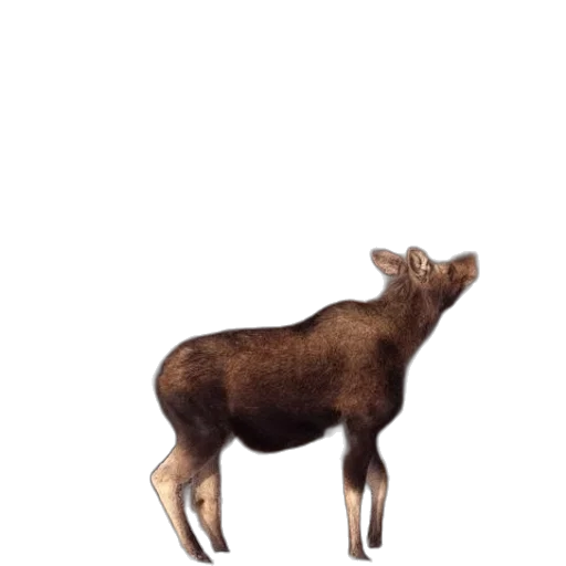 animal, creature, crown, food, 3d render, concept art, photorealistic, pixel art transparent PNG cut-out