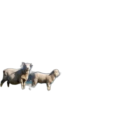 animal, creature, car, food, 3d render, concept art, photorealistic, pixel art transparent PNG cut-out
