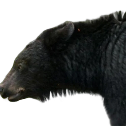 animal, creature, hair, staff, photorealistic, 3d render, concept art, black transparent PNG cut-out