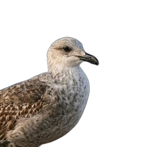 animal, creature, face, staff, photorealistic, 3d render, concept art, seagull transparent PNG cut-out