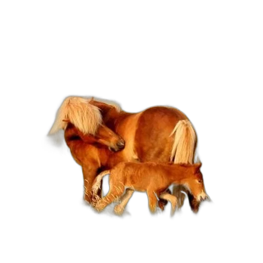 animal, creature, furniture, hair, photorealistic, 3d render, concept art, pixel art transparent PNG cut-out