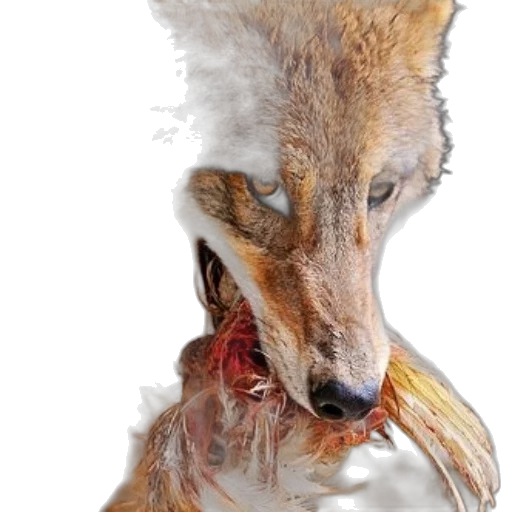 animal, mask, creature, face, photorealistic, concept art, 3d render, watercolor transparent PNG cut-out