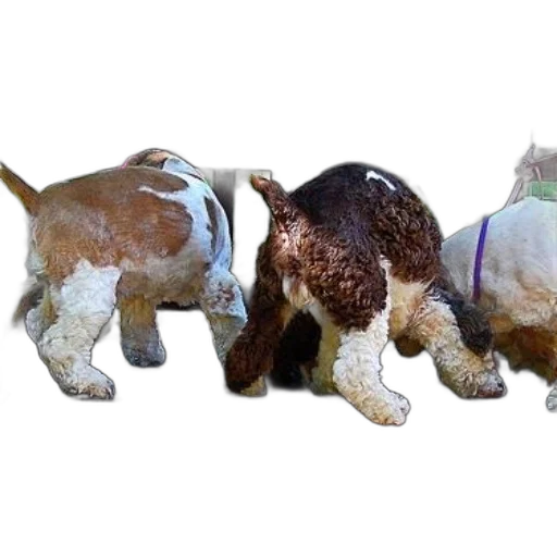 animal, 3d render, photorealistic, three, dogs, curly, fur, tied transparent PNG cut-out
