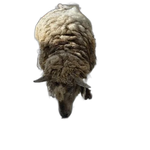 animal, hair, jacket, creature transparent PNG cut-out
