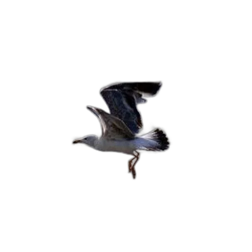 animal, creature, dragon, shoes, 3d render, concept art, photorealistic, pixel art transparent PNG cut-out