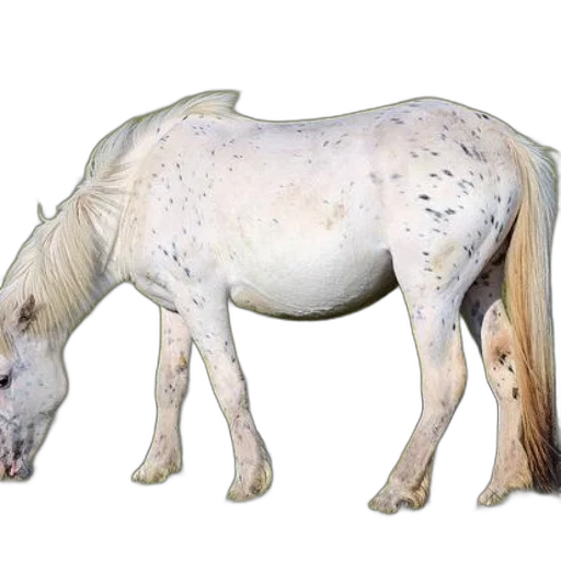 animal, creature, staff, dragon transparent PNG cut-out