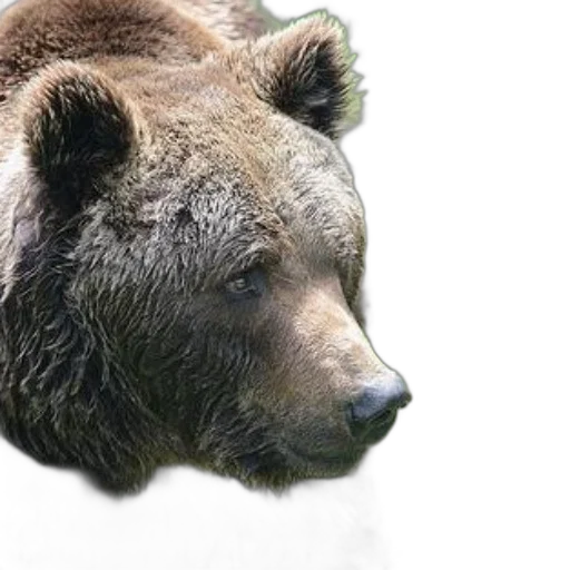animal, creature, face, photorealistic, concept art, 3d render, close-up, photograph transparent PNG cut-out