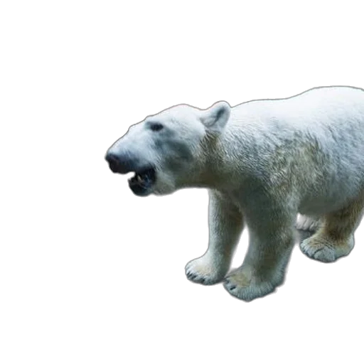 animal, creature, face, 3d render, concept art, photorealistic, polar, bear transparent PNG cut-out