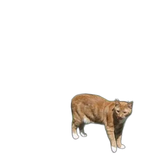 animal, creature, staff, weapon, concept art, 3d render, pixel art, photorealistic transparent PNG cut-out