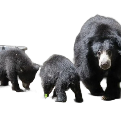 animal, creature, 3d render, concept art, mother, bear, her, two transparent PNG cut-out