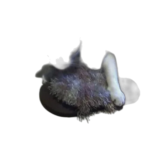 creature, animal, hair, dragon, photorealistic, concept art, 3d render, watercolor transparent PNG cut-out