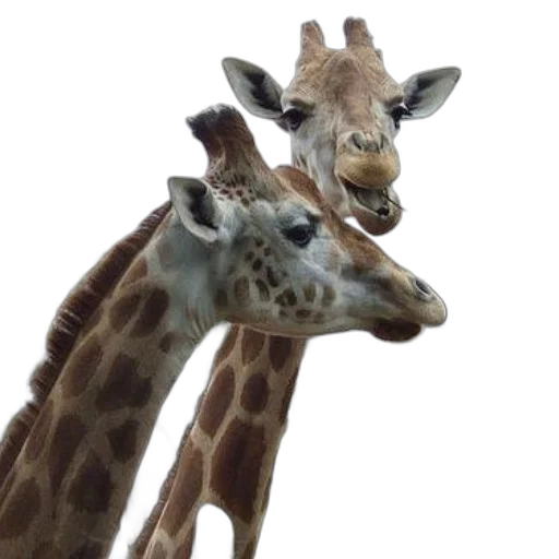 animal, creature, face, hat, photorealistic, two, giraffes, standing transparent PNG cut-out