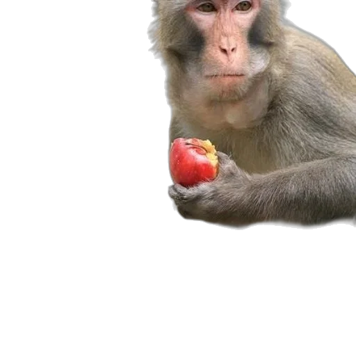 animal, food, staff, creature, photorealistic, 3d render, concept art, oil painting transparent PNG cut-out