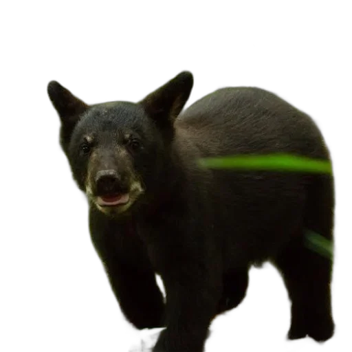 animal, creature, staff, concept art, photorealistic, 3d render, black, bear transparent PNG cut-out