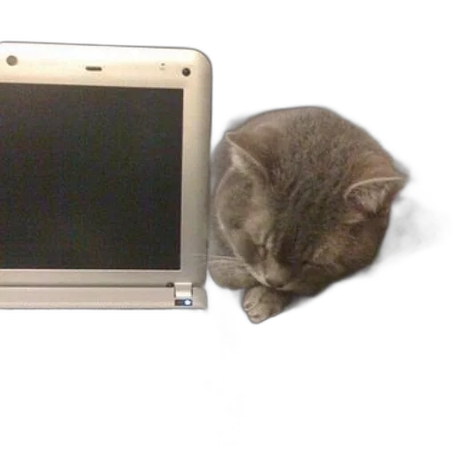 staff, animal, creature, robot, cat, sleeping, next, open transparent PNG cut-out