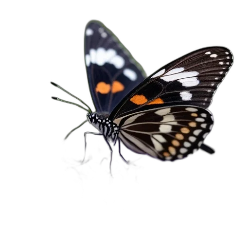 animal, jewelry, creature, crown, photorealistic, 3d render, concept art, monochrome transparent PNG cut-out
