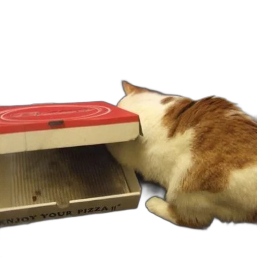 furniture, food, shoes, animal, 3d render, cat, peeking, into transparent PNG cut-out