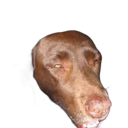 face, animal, creature, mask, photorealistic, 3d render, brown, dog transparent PNG cut-out