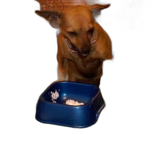 food, hat, animal, crown, dog, sitting, table, blue transparent PNG cut-out