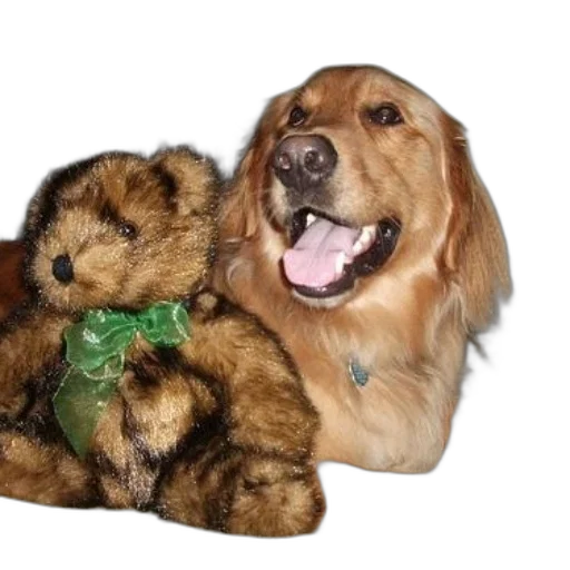 animal, staff, creature, golden, retriever, sits, next, stuffed transparent PNG cut-out