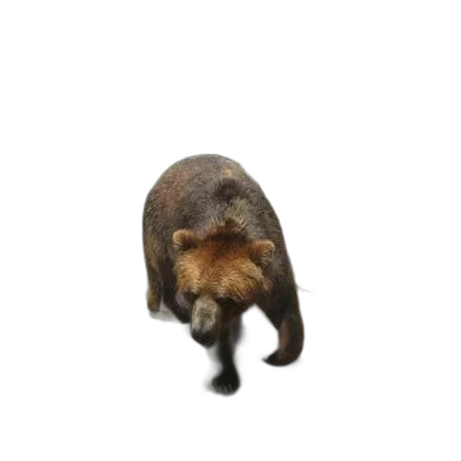 animal, creature, hat, staff, 3d render, photorealistic, concept art, brown transparent PNG cut-out