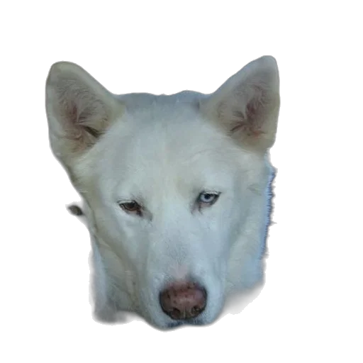 animal, face, creature, staff, photorealistic, 3d render, pixel art, vaporwave transparent PNG cut-out