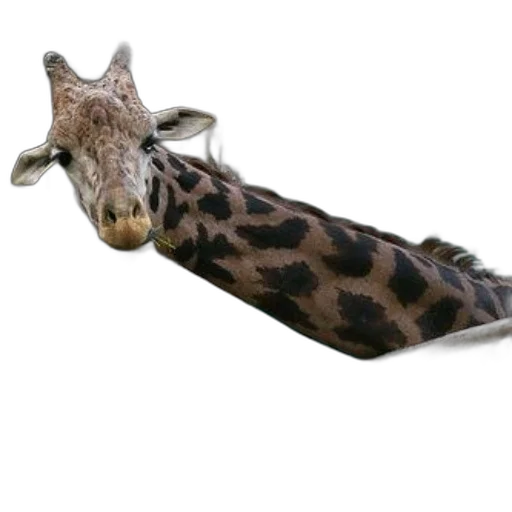 animal, shoes, creature, weapon, 3d render, photorealistic, concept art, giraffe transparent PNG cut-out