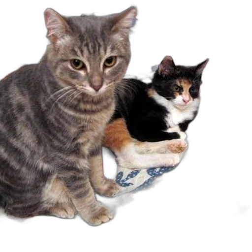 animal, photorealistic, 3d render, two, cats, sit, bed, red transparent PNG cut-out