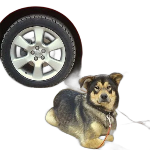 car, animal, dog, sits, next, red, silver, rim transparent PNG cut-out