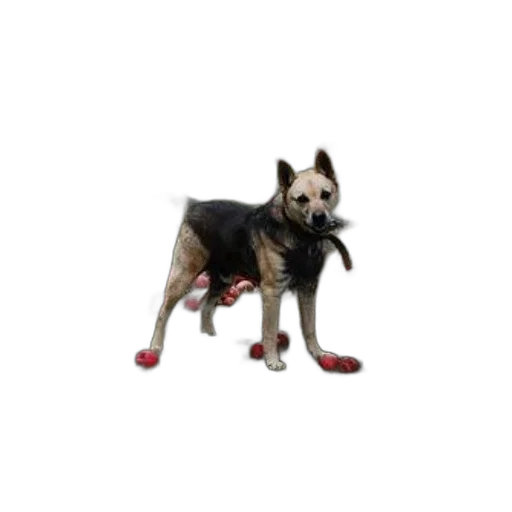animal, staff, shoes, creature, 3d render, photorealistic, dog, stands transparent PNG cut-out