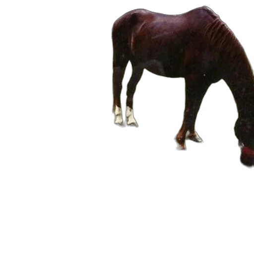animal, creature, hair, staff transparent PNG cut-out