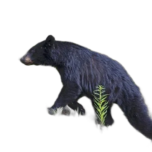 animal, creature, staff, weapon, concept art, photorealistic, 3d render, pixel art transparent PNG cut-out