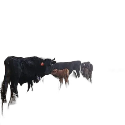 animal, hair, creature, hat, concept art, 3d render, photorealistic, fog transparent PNG cut-out