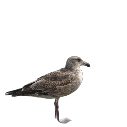 animal, staff, creature, jacket, 3d render, photorealistic, concept art, seagull transparent PNG cut-out