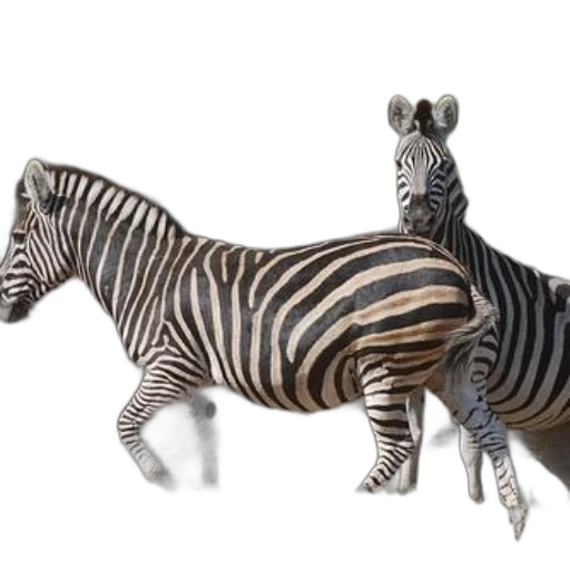 animal, creature, 3d render, concept art, photorealistic, two, zebras, standing transparent PNG cut-out