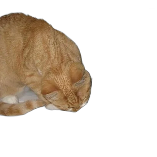 animal, hat, staff, creature, photorealistic, 3d render, cat, sniffing transparent PNG cut-out