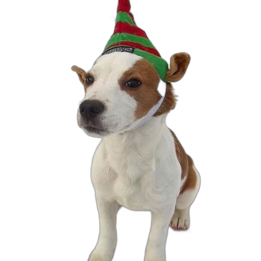 hat, staff, animal, 3d render, photorealistic, small, dog, wearing transparent PNG cut-out