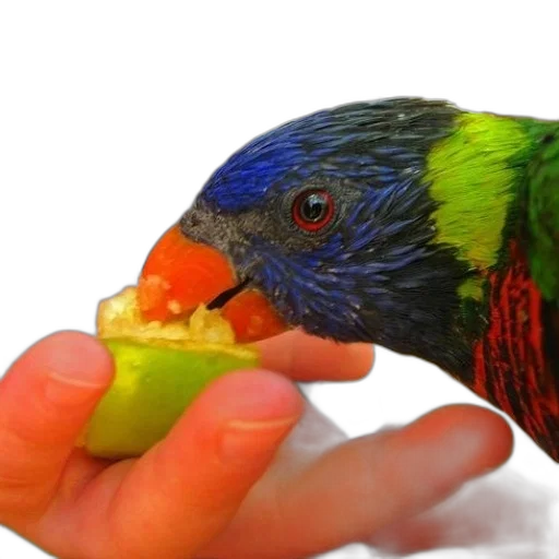 food, animal, jewelry, creature, photorealistic, 3d render, colorful, bird transparent PNG cut-out