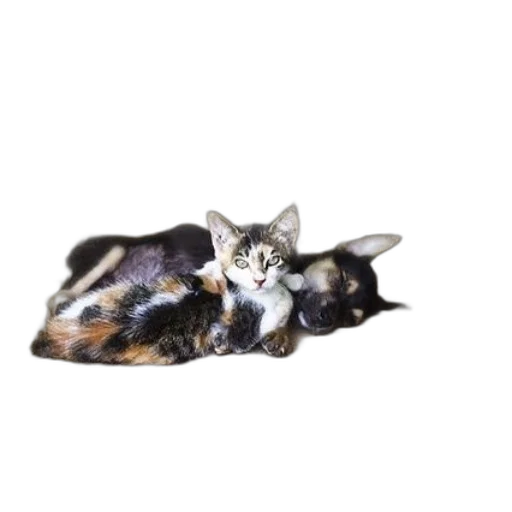 animal, creature, crown, staff transparent PNG cut-out